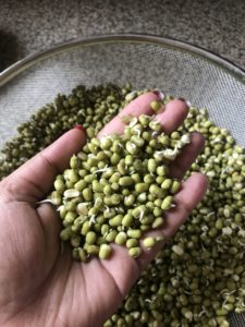 "Bloomed green mung beans - wwww.kitchenmai.com"